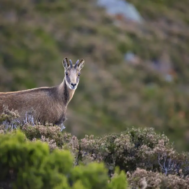 L'apéro des Chamois_Abondance