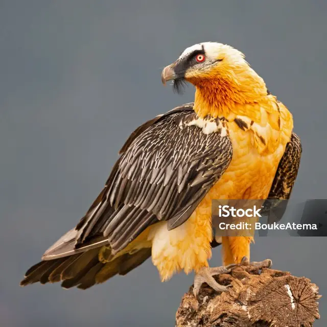 Animation Une vie de Gypaète_Passy