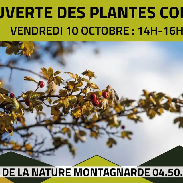 Découverte des plantes comestibles de l'automne_Sallanches