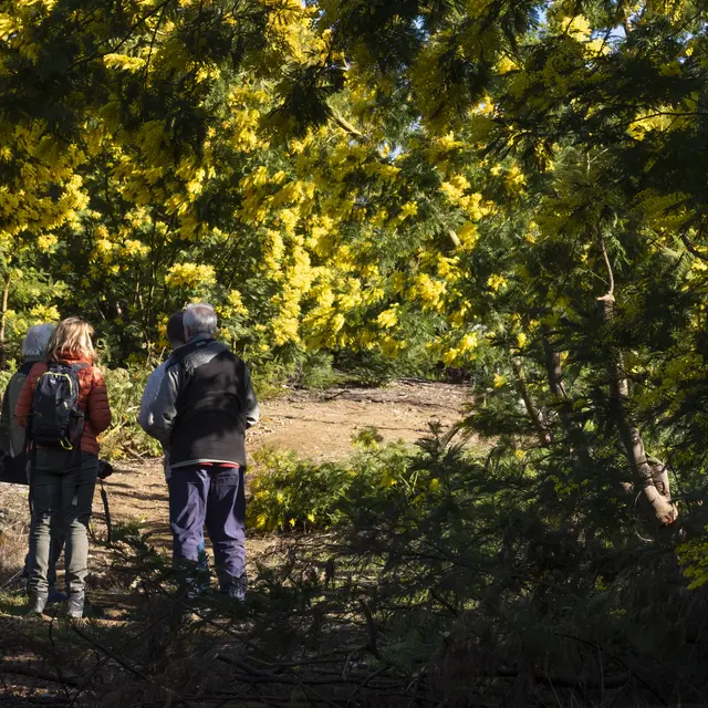 Le mimosa et ses compagnons de Tanneron- balade guidée_Tanneron