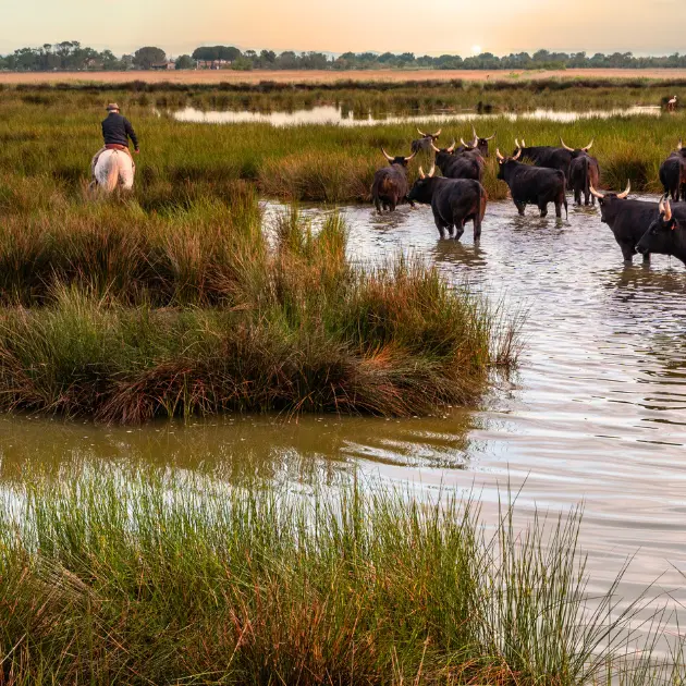Sortie du CCAS : Camargue_Bormes-les-Mimosas