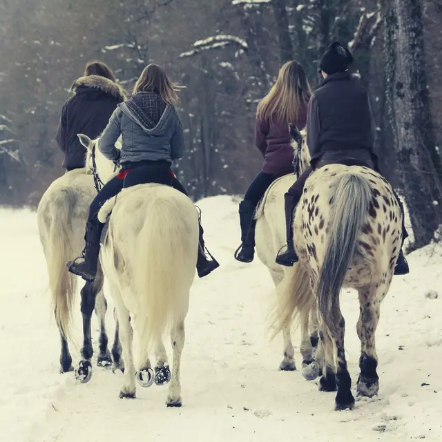 Balade hivernale à cheval Écuries de Chevaline