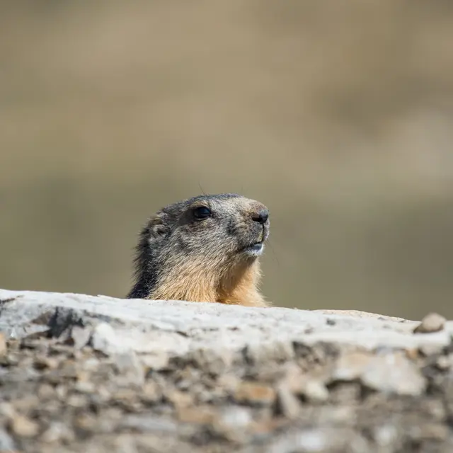 Marmotte