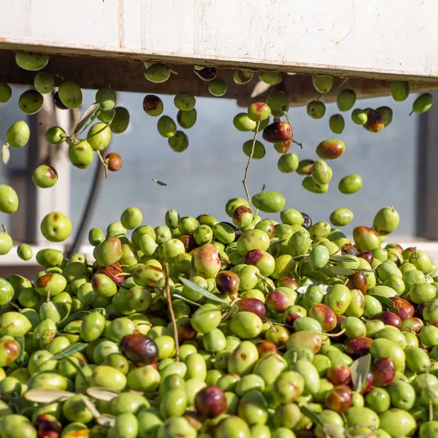 Moulin Cornille olives