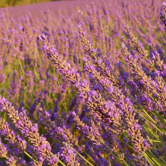 Lavandes