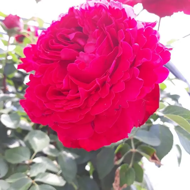 Les Jardins de Christine Valernes