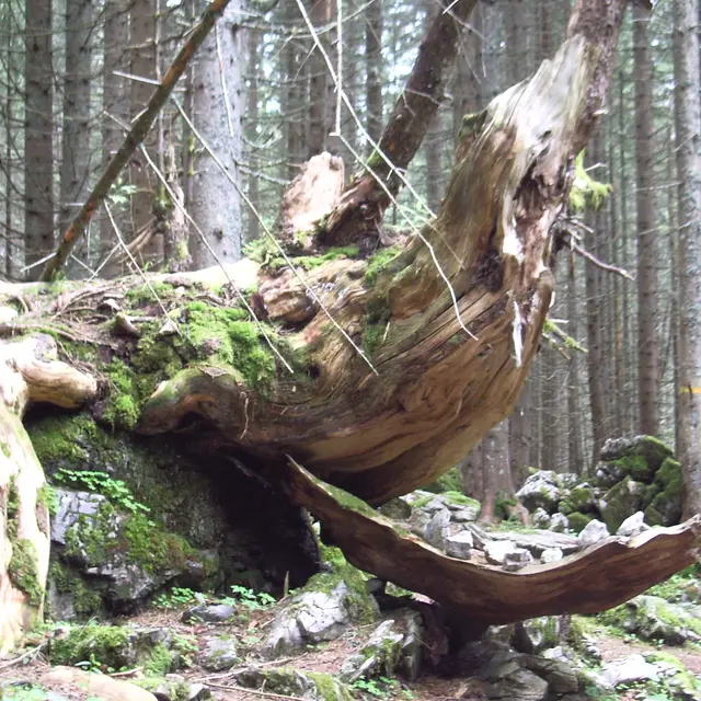 Forêt de Pététoz