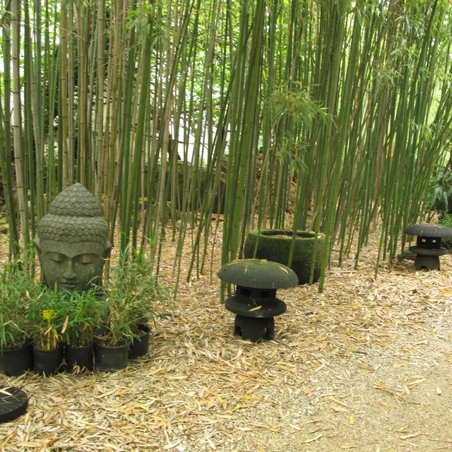 Les bambous du Mandarin