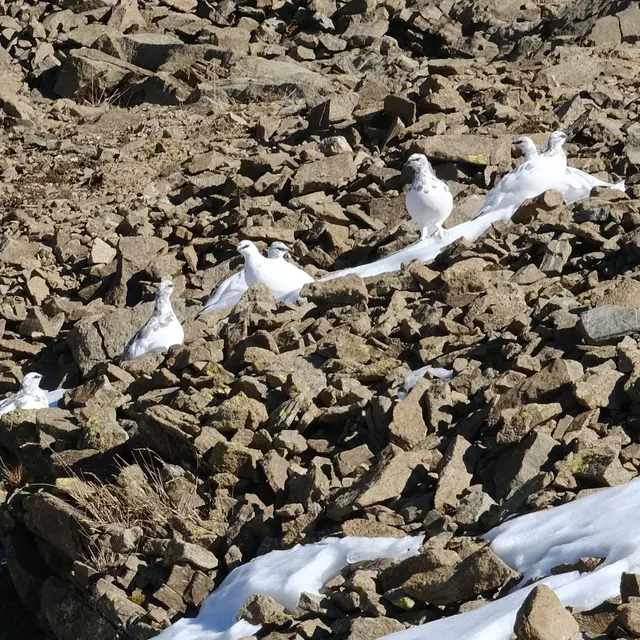 gpe sur névé D VINCENT