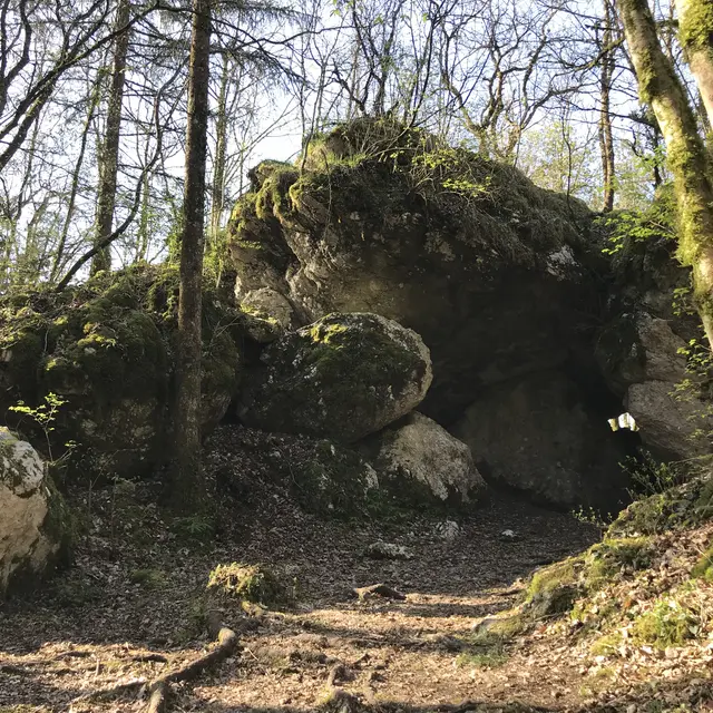 Sur les traces des loups