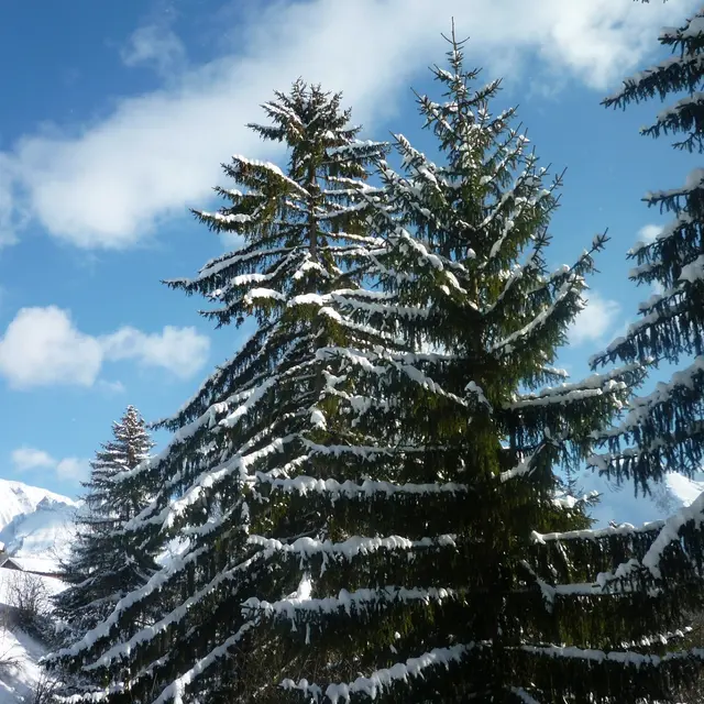 sapins