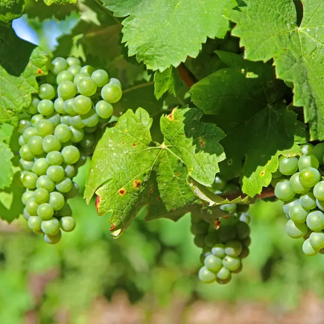 Vignobles en scène dans le Golfe de Saint-Tropez_Cogolin