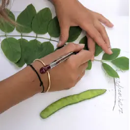 Atelier du patrimoine : Botaniste en herbe_Carpentras