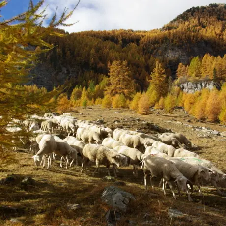 Ferme de Champ Noble_Baratier