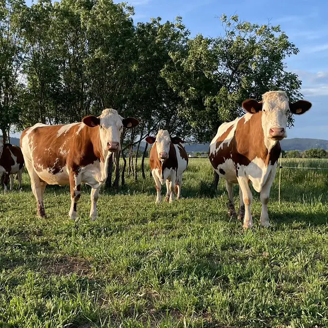 Ferme du Vallat Sableux_Le Luc