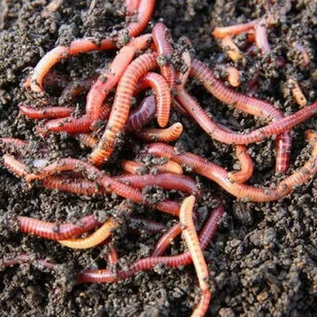 Le monde mystérieux du compost