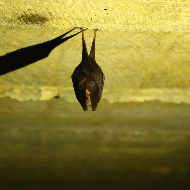Chauves-souris, saintes reines de la Nuit! I Rendez-vous Nature en Savoie_Sainte-Reine
