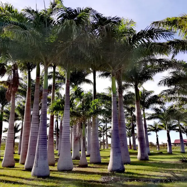 Jardin de l'avenir Moindou