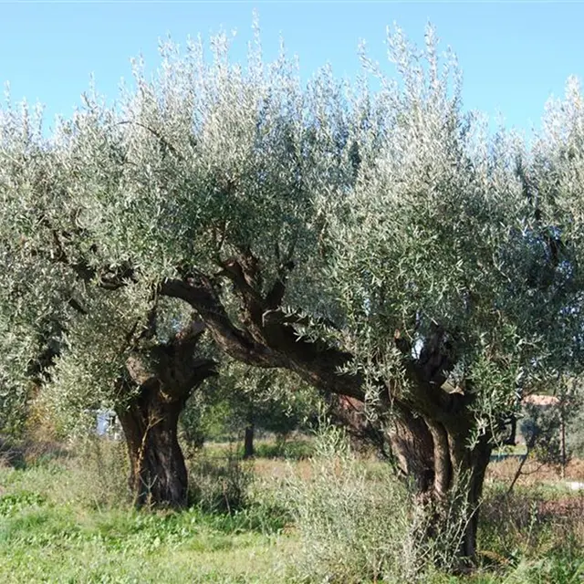 Le Moulin de L'Esquirol