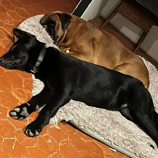 Pension canine entre chiens et nature._Sospel
