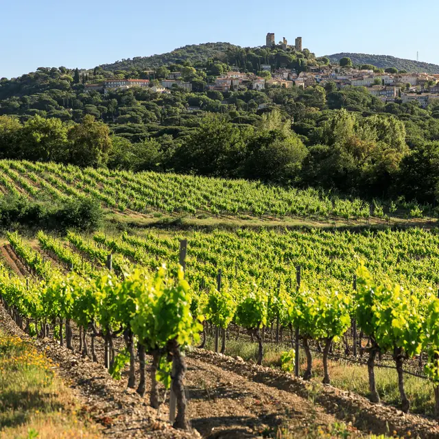 Vignobles en scène entre Cogolin et Grimaud