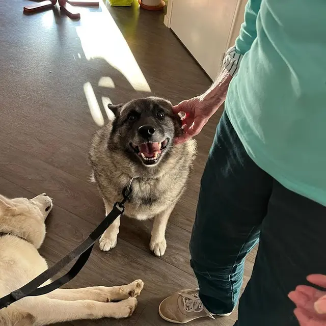 Chiens de traineau médiateurs - Travel Dog_Forest-Saint-Julien