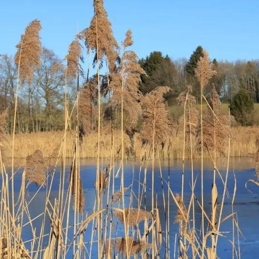A la découverte des marais du Plateau des bornes_Arbusigny