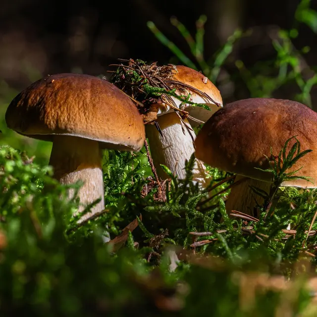 Sortie étude des fleurs et champignons_Feurs