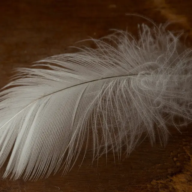 Atelier plumes & poils_Sisteron