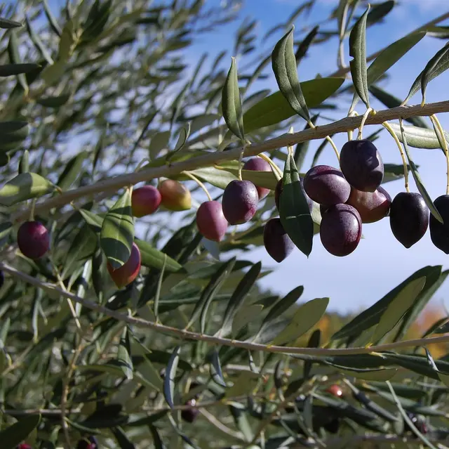 Moulin à Huile de Foncabrette