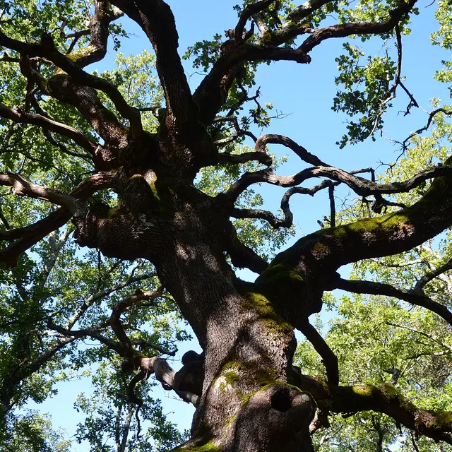 La forêt du Défens