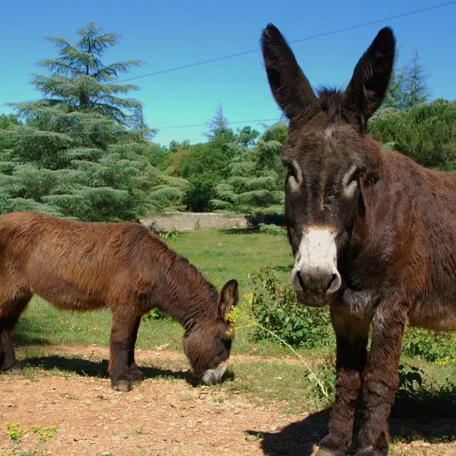 La petite ferme du Parc Aoubré