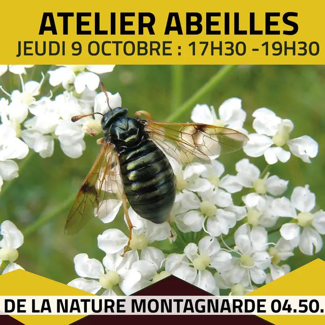 Atelier d'initiation  à la reconnaissance des abeilles sauvages_Sallanches