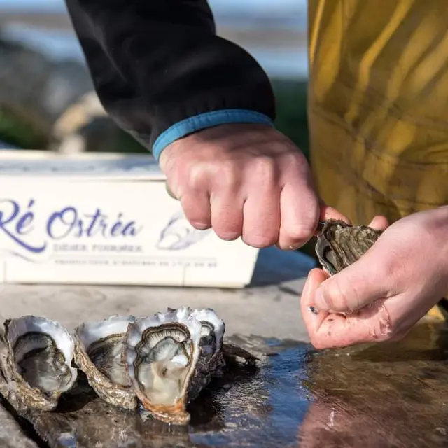 Découverte du monde de l'huître