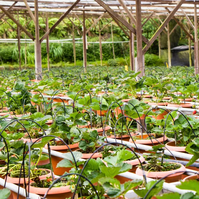 Vente de plançons_Champagne-en-Valromey