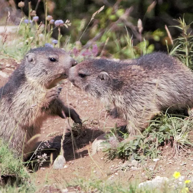 Association pour la Protection, l'Etude et la Valorisation des Marmottes_Guillestre