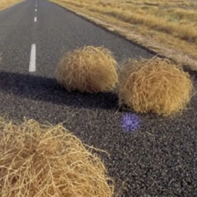 Les spectacles vivants au Milieu : Or, les buissons bruissent - Danse et musique_Sault