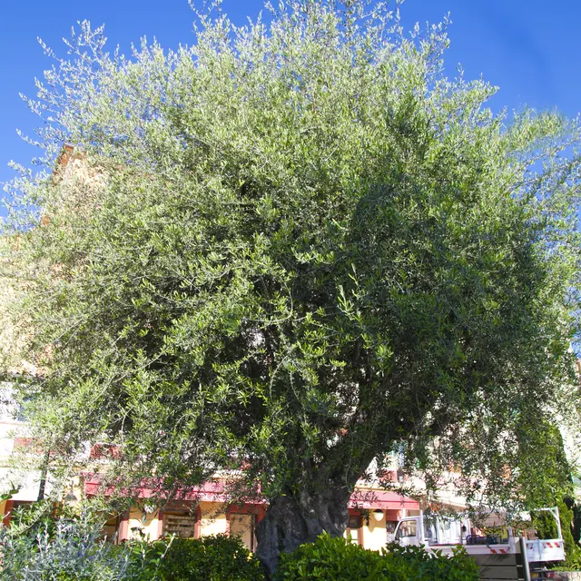 Olea Europaea