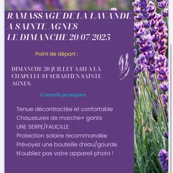 Ramassage de la Lavande pour la Fête de la Lavande_Sainte-Agnès