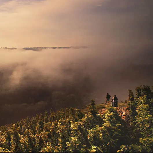 Les chaillées de l'enfer | Rencontre avec le réalisateur et deux femmes vigneronnes_Arles