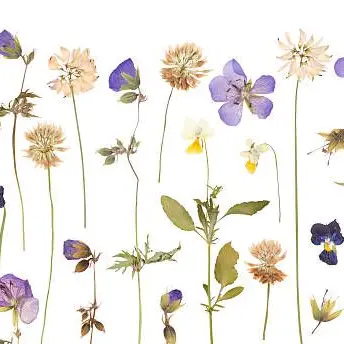 Mon premier herbier (4-7ans) - Maison du Marais de Lavours_Ceyzérieu