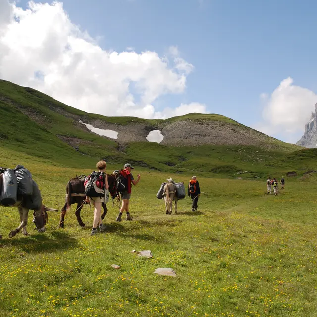 Balade encadrée avec les ânes de Jean-Luc
