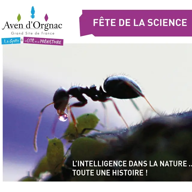 Fête de la Science à l'Aven d'Orgnac : atelier l’intelligence dans la nature...toute une Histoire_Orgnac-l'Aven
