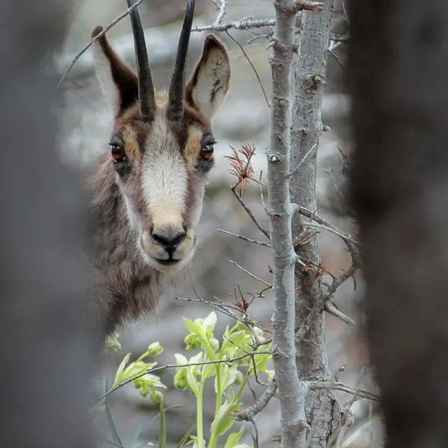 Ouvrir l'oeil, tendre l'oreille, suivre la piste... - Rendez-vous du Parc 2026_Brantes
