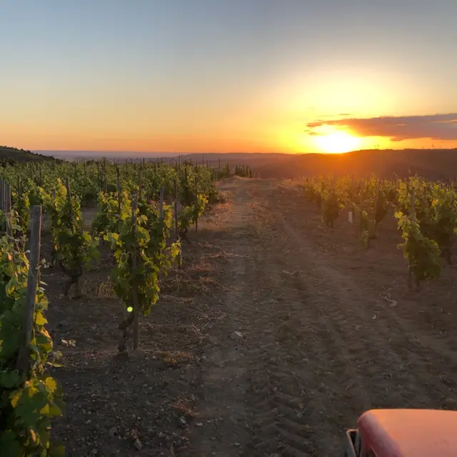 Sunset dans les vignes (Domaine Perrier)_Sarras