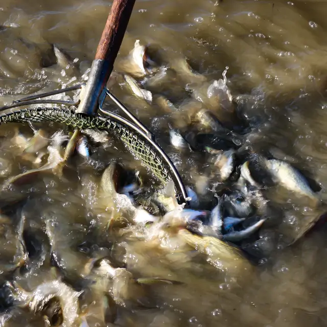 Poissons des étangs de la Dombes