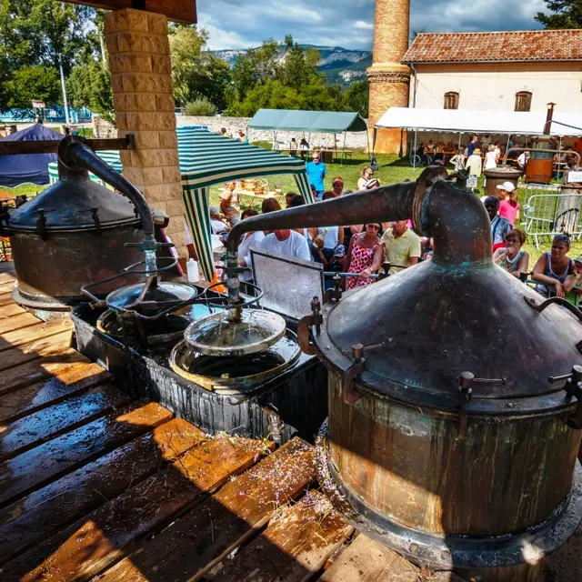 Distillation de la lavande
