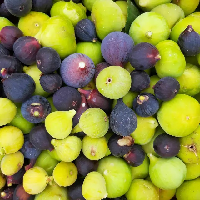 La Figoulade, fête de la figue de Vézénobres