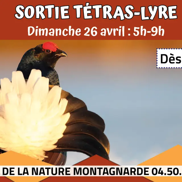 Sortie découverte du Tétras Lyre_Sallanches