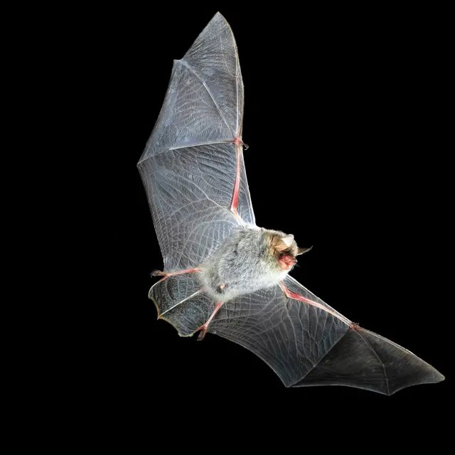 Chauve-souris